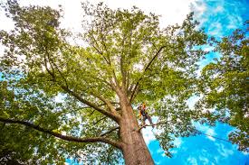 Leaf Removal in Galesburg, MI